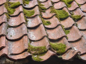 Roof cleaning companies Surrey